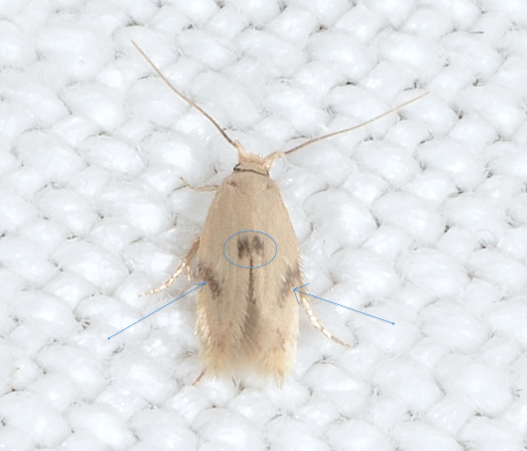 Opostegidae: Pseudopostega auritella? No, Pseudopostega crepusculella